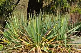 Image of yucca