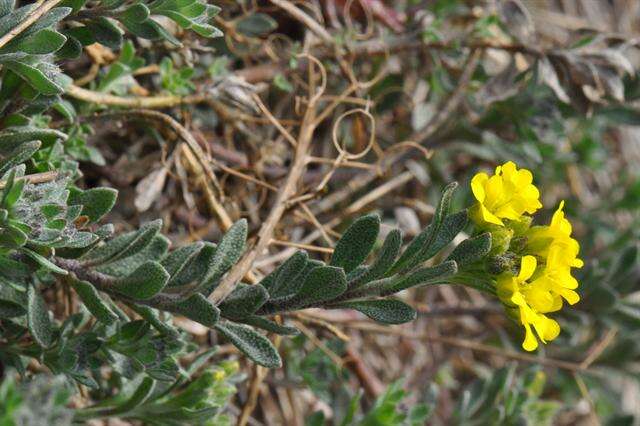 Sivun Alyssum cuneifolium Ten. kuva