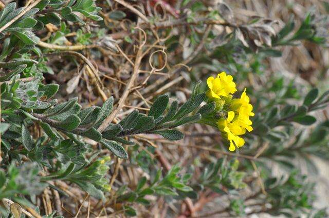 Sivun Alyssum cuneifolium Ten. kuva