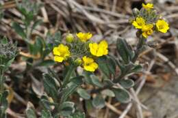 Sivun Alyssum cuneifolium Ten. kuva