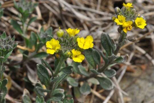 Image of Alyssum cuneifolium Ten.