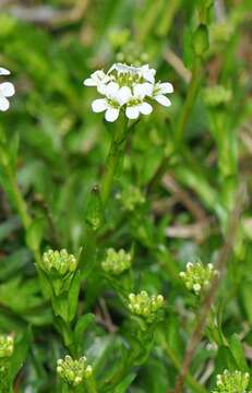 Imagem de Arabis soyeri subsp. subcoriacea (Gren. ex Nyman) Breistr.