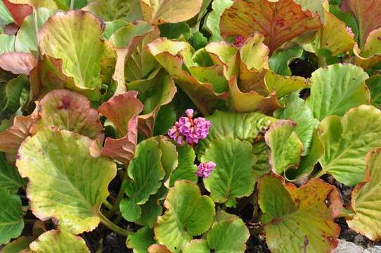 Image of elephant-ear