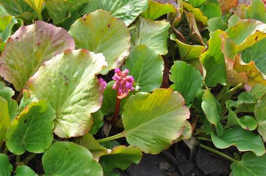 Image of elephant-ear