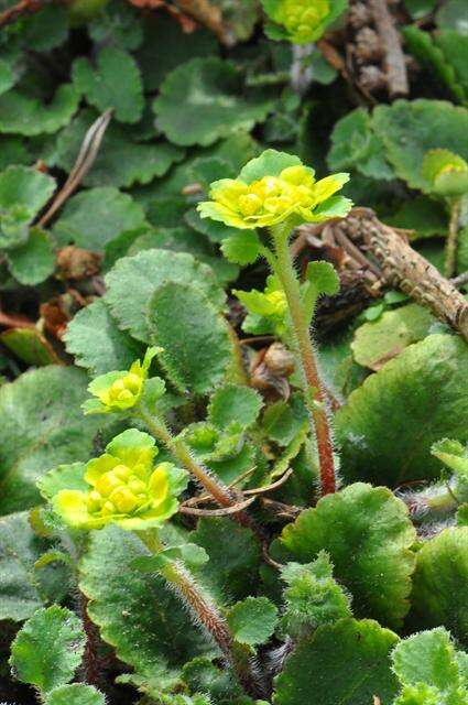 Слика од Chrysosplenium davidianum Decne. ex Maxim.