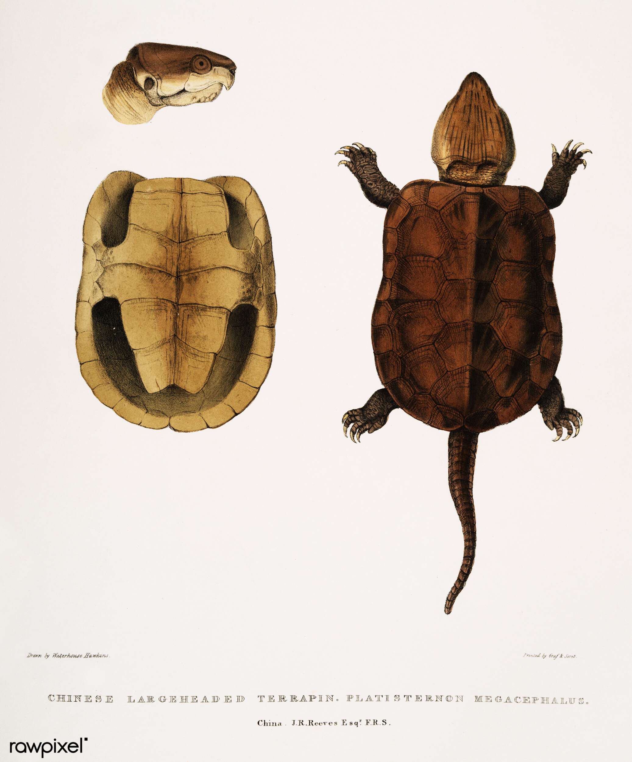 Image of Big-headed Turtle