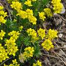 Image of Draba hispanica Boiss.