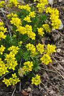 Image of Draba hispanica Boiss.