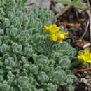 Image of Wind River draba