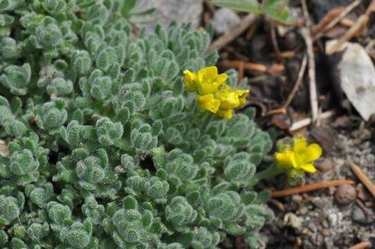 Image de Draba ventosa A. Gray