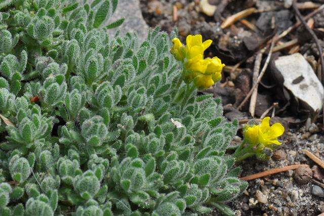 Image de Draba ventosa A. Gray