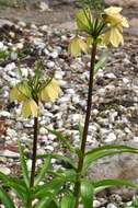 Image of Fritillaria raddeana Regel