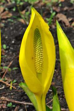 Image of skunkcabbage