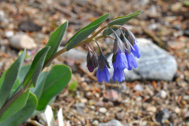 Image of Macdougal's bluebells