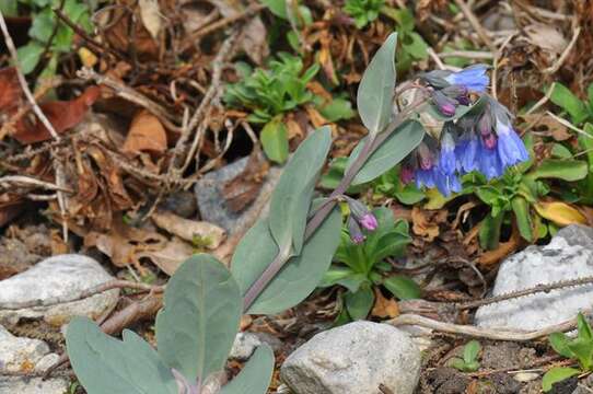 Image of Macdougal's bluebells