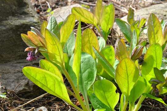 Image of Mertensia