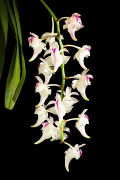 Image of Aerides lawrenceae Rchb. fil.