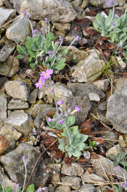 Image of Primula frondosa Janka