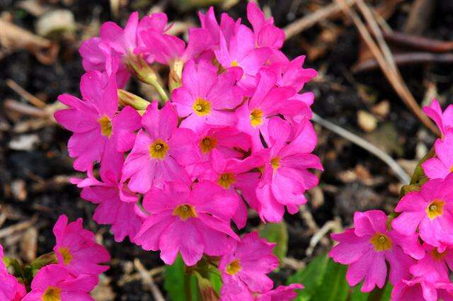 Image of Primula rosea Royle