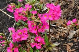 Image of Primula rosea Royle