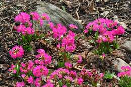 Image of Primula rosea Royle