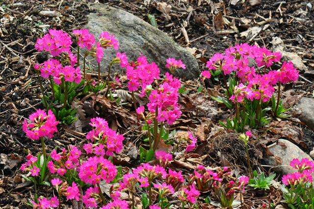 Image of Primula rosea Royle