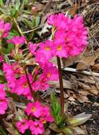 Image of Primula rosea Royle