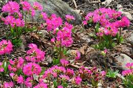 Image of Primula rosea Royle