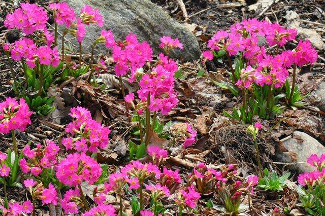 Image of Primula rosea Royle