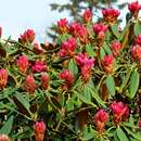 Imagem de Rhododendron degronianum Carr.