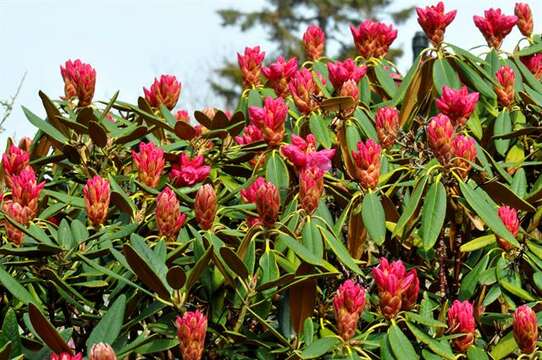 Imagem de Rhododendron degronianum Carr.