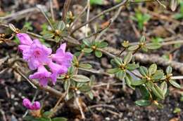 صورة Rhododendron lapponicum (L.) Wahlenb.