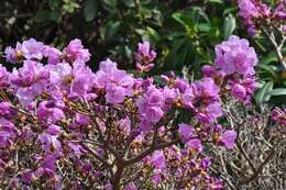 Image of rhododendron