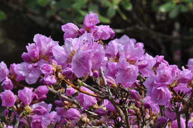 Image of rhododendron