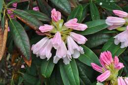 Image of Rhododendron irroratum Franch.
