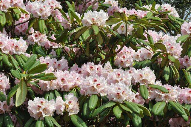 Imagem de Rhododendron sutchuenense Franch.