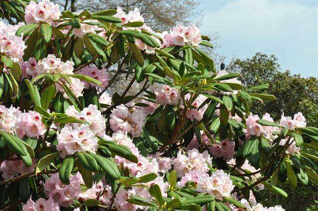 Imagem de Rhododendron sutchuenense Franch.