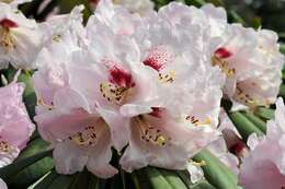 Imagem de Rhododendron sutchuenense Franch.