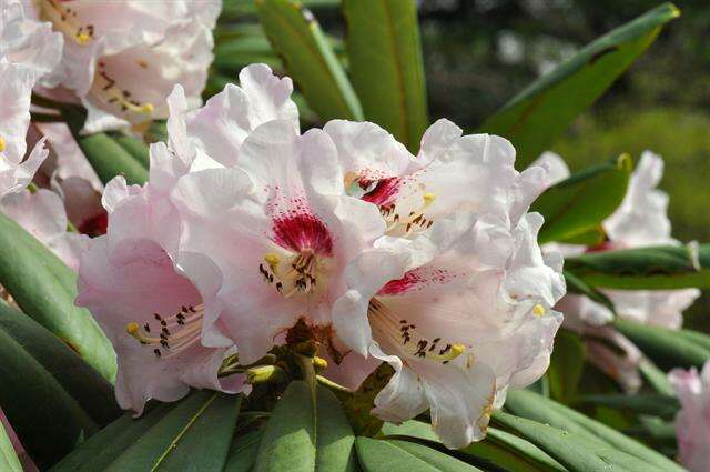 Imagem de Rhododendron sutchuenense Franch.