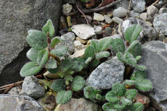 Image of netleaf willow