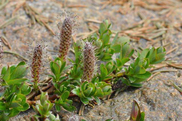 Image of bearberry willow