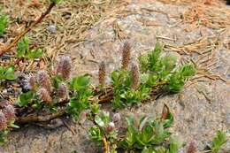 Image of bearberry willow