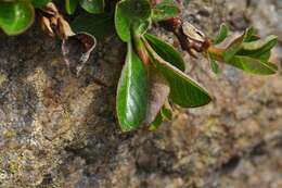 Image of bearberry willow