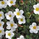 Image of Saxifraga marginata Sternb.