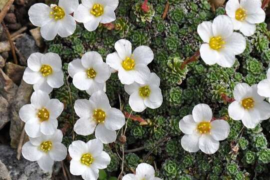 Sivun Saxifraga marginata Sternb. kuva