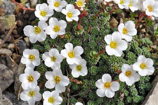 Sivun Saxifraga marginata Sternb. kuva