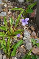 Image of arrowleaf violet