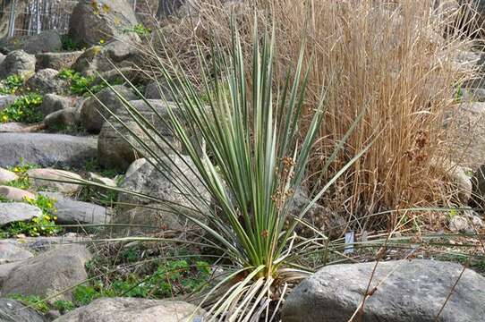 Image of yucca