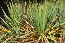 Image of yucca