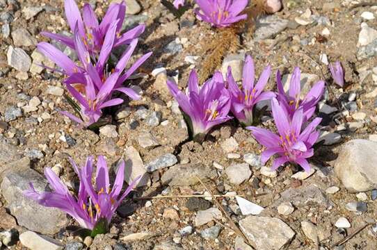 Image of colchicum